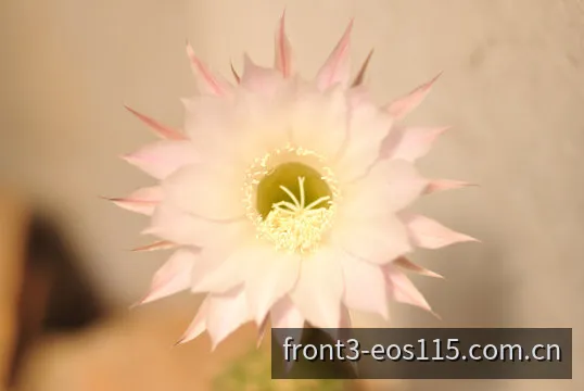 EOS阳光11选5前三直选与组选数据分析大厅